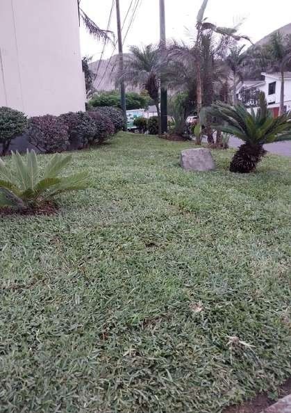 Recuperación de áreas verdes: después