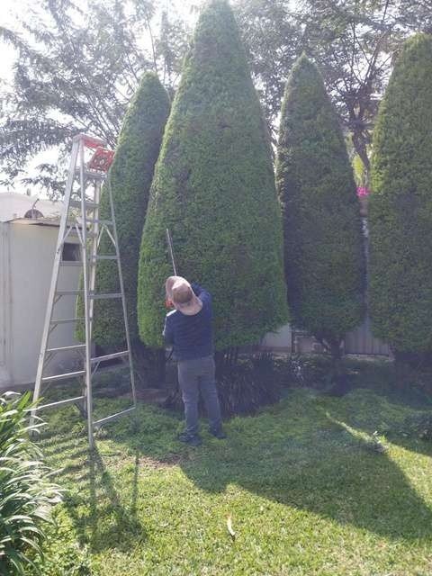 Renovación de árboles: foto 1