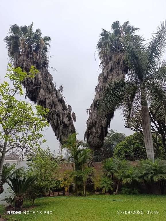 Renovación de árboles: foto 2