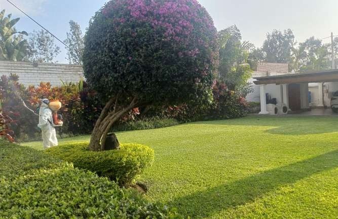 Fumigación de plagas: foto 2