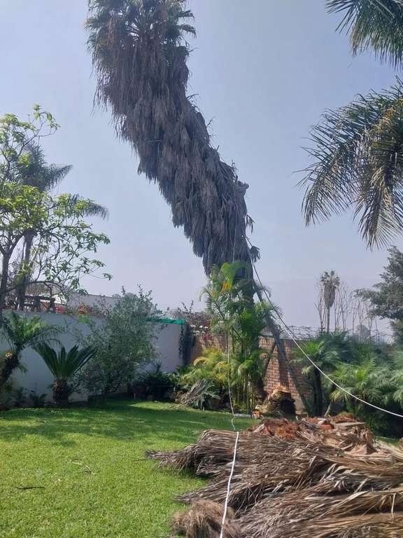 Renovación de árboles: foto 3