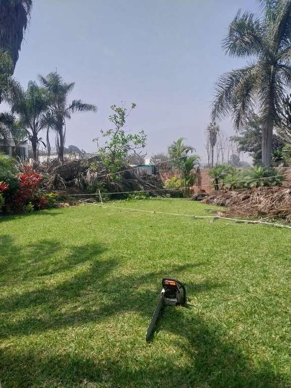 Renovación de árboles: foto 4