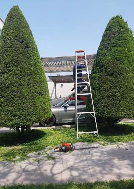 Renovación de árboles: foto 5