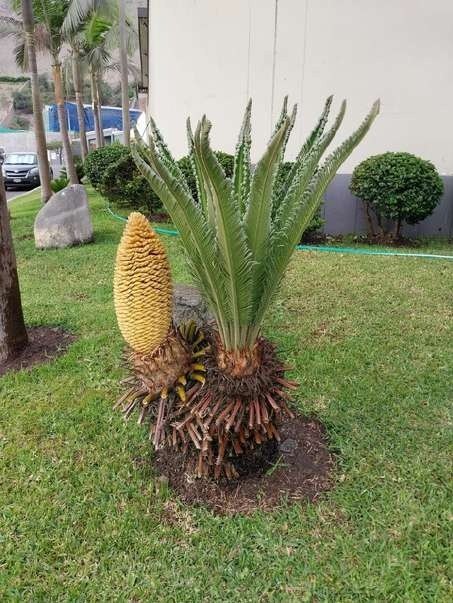 Recuperación de áreas verdes: foto 5