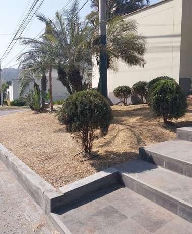 Recuperación de áreas verdes: foto 7