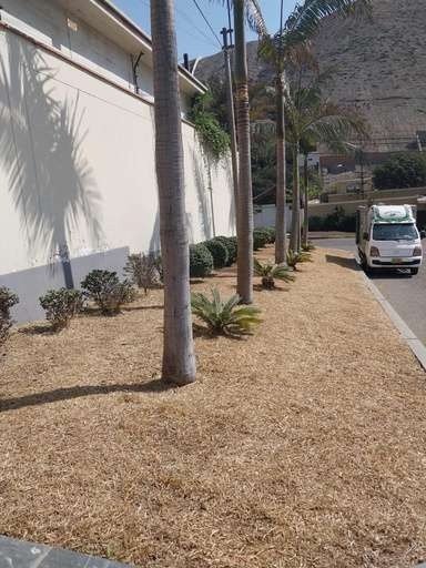 Recuperación de áreas verdes: foto 8