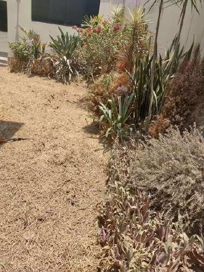 Recuperación de áreas verdes: foto 9